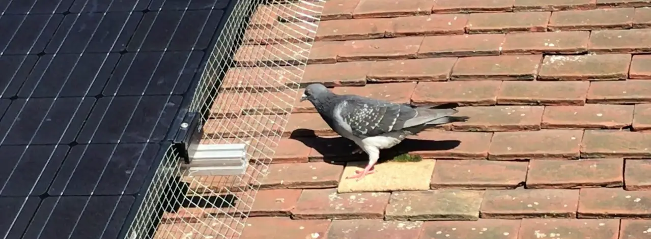 6 Solar Panel Bird Deterrents To Stop Pigeons From Nesting