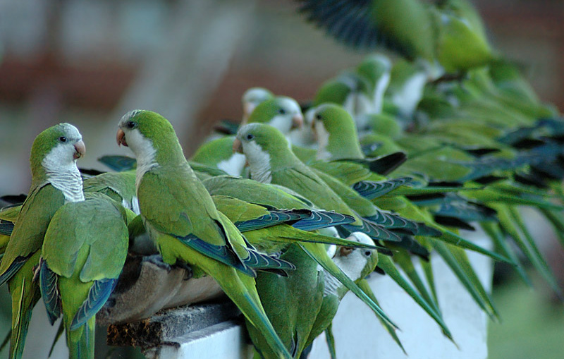 bird proofing spikes  - a group of monk parakeets