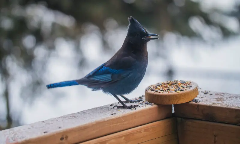 ways to get rid of birds on the porch - blue jay feeding on the porch feeder