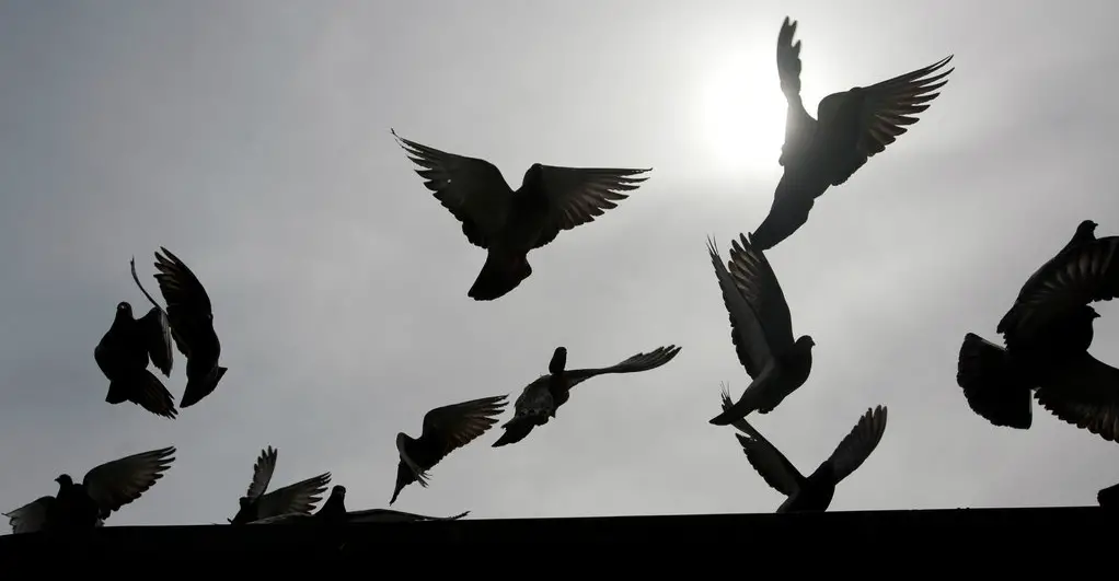 best way to bird proof your property - birds on the roof