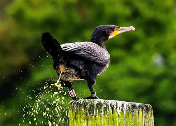 how to bird proof my chimney - pooping bird