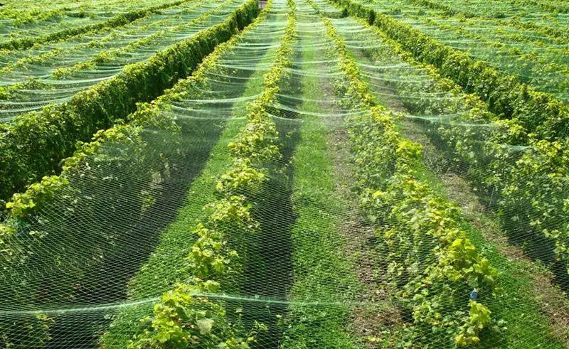 protecting crops from crows