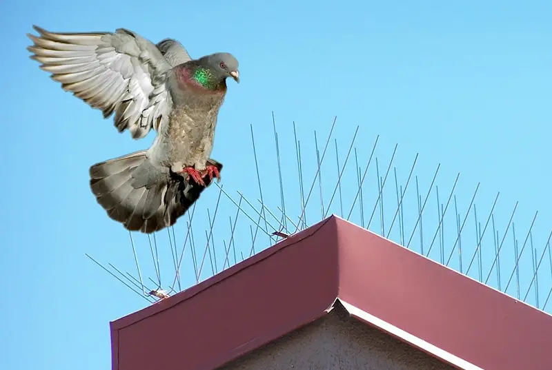 pigeon repellent remedy - bird flying near roof with spikes