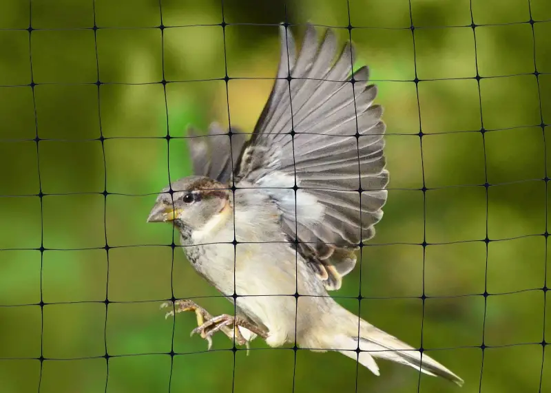 pigeon repellent remedy - bird flying past a net barrier