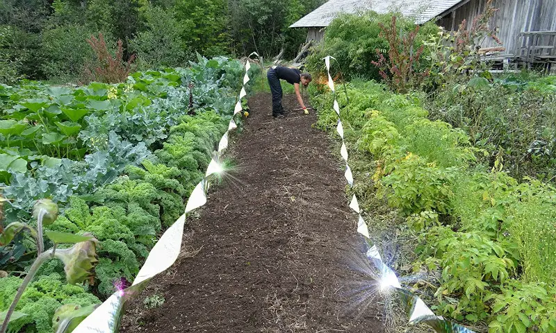 pigeon repellent remedy - farm with long strips of scare tape