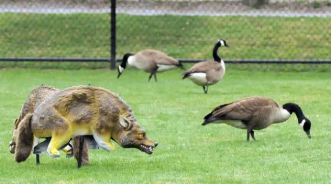 using visual scare for birds - large birds ignoring decoy dog installs