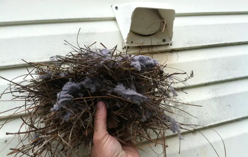 Stop Sparrows and Starlings From Nesting Under Your Eaves