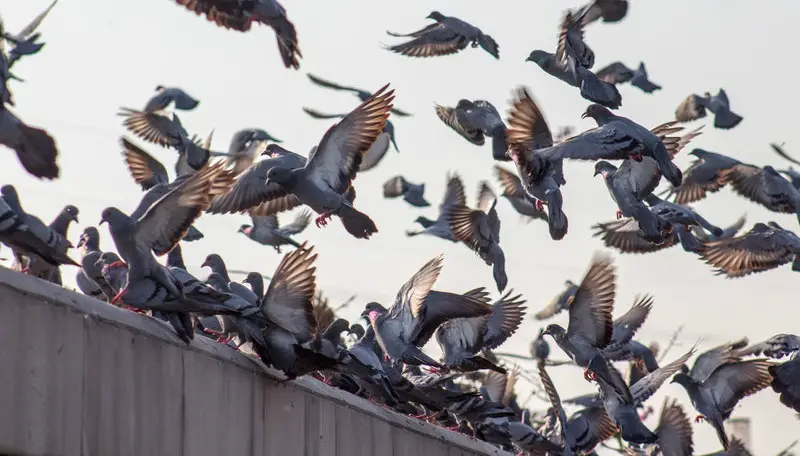 how to get rid of pigeons in a barn
