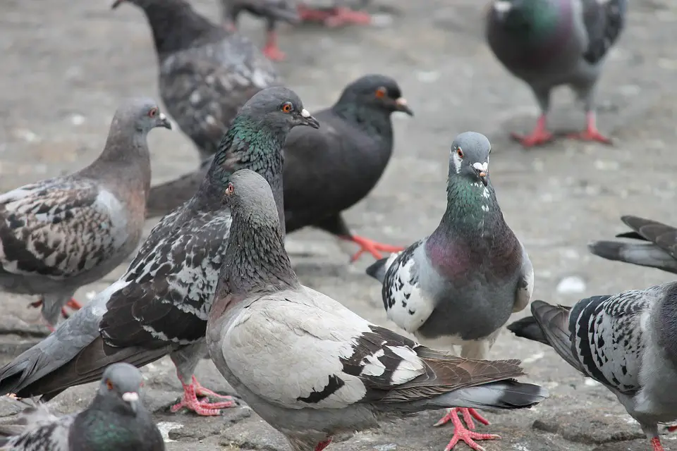 pigeons keep damage property away balcony bay