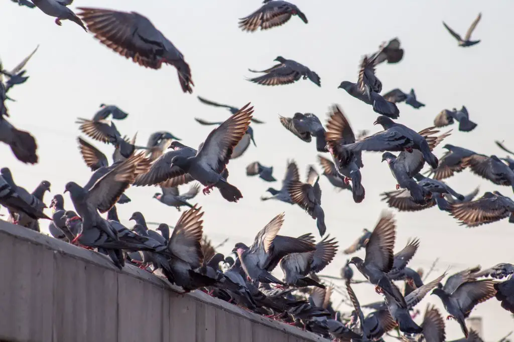 How to Stop Birds Eating Plants