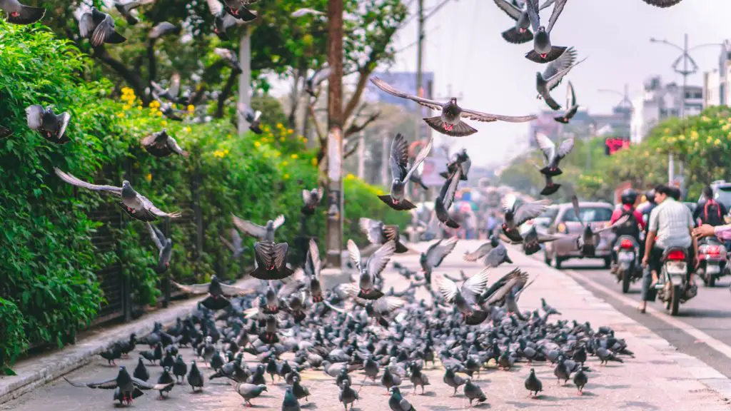 How to Stop Birds Eating Plants