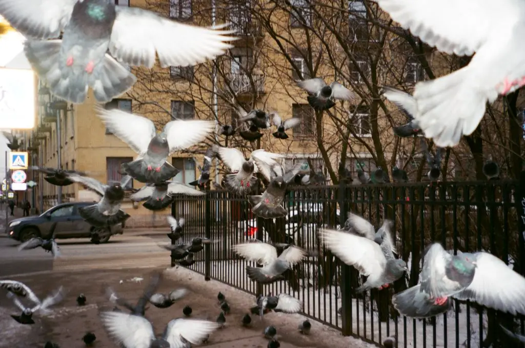 How to Stop Birds Eating Plants