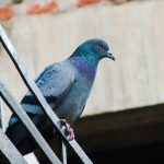 pigeon with bird spikes