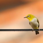 how to keep birds off power lines