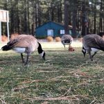 how to deter geese from your property