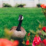 how to deter geese from your property