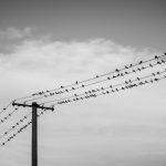 how to keep birds off power lines