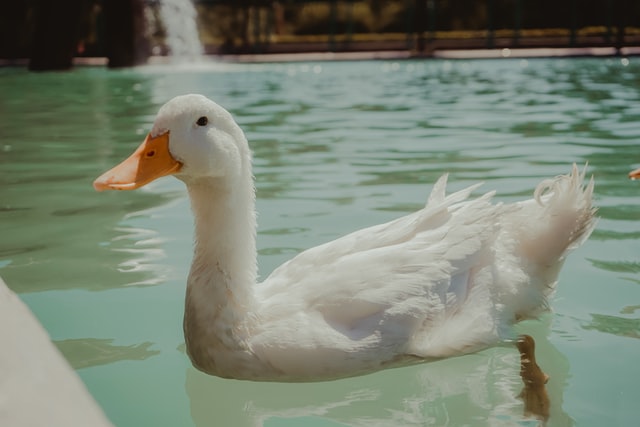 how to keep birds away from swimming pool