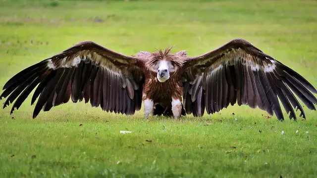 photo of a vulture perched on the ground with spread wings