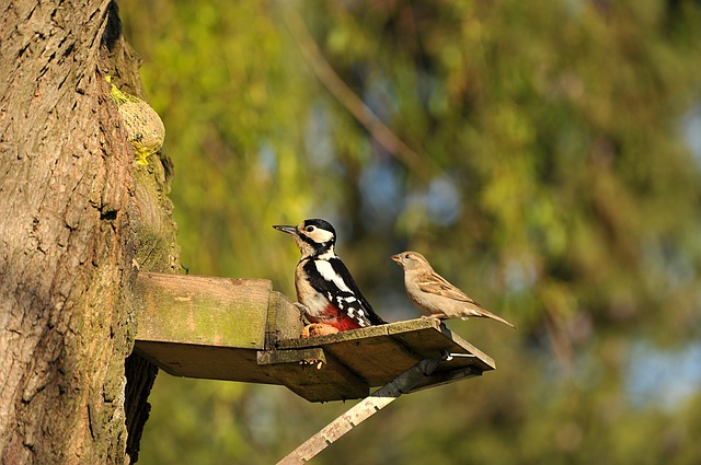 how to keep woodpeckers away from house 