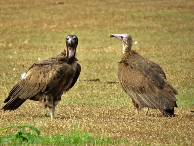 how to get rid of vultures in your yard - photo of two vultures on the ground