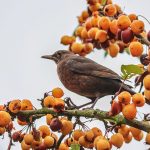 bird eating fruit in tree