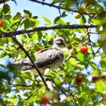 bird in fruit tree