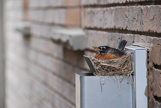 How To Get Birds Out Of Laundry Vent