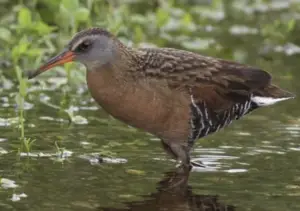 Virginia Rail