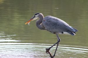  Great Blue Heron