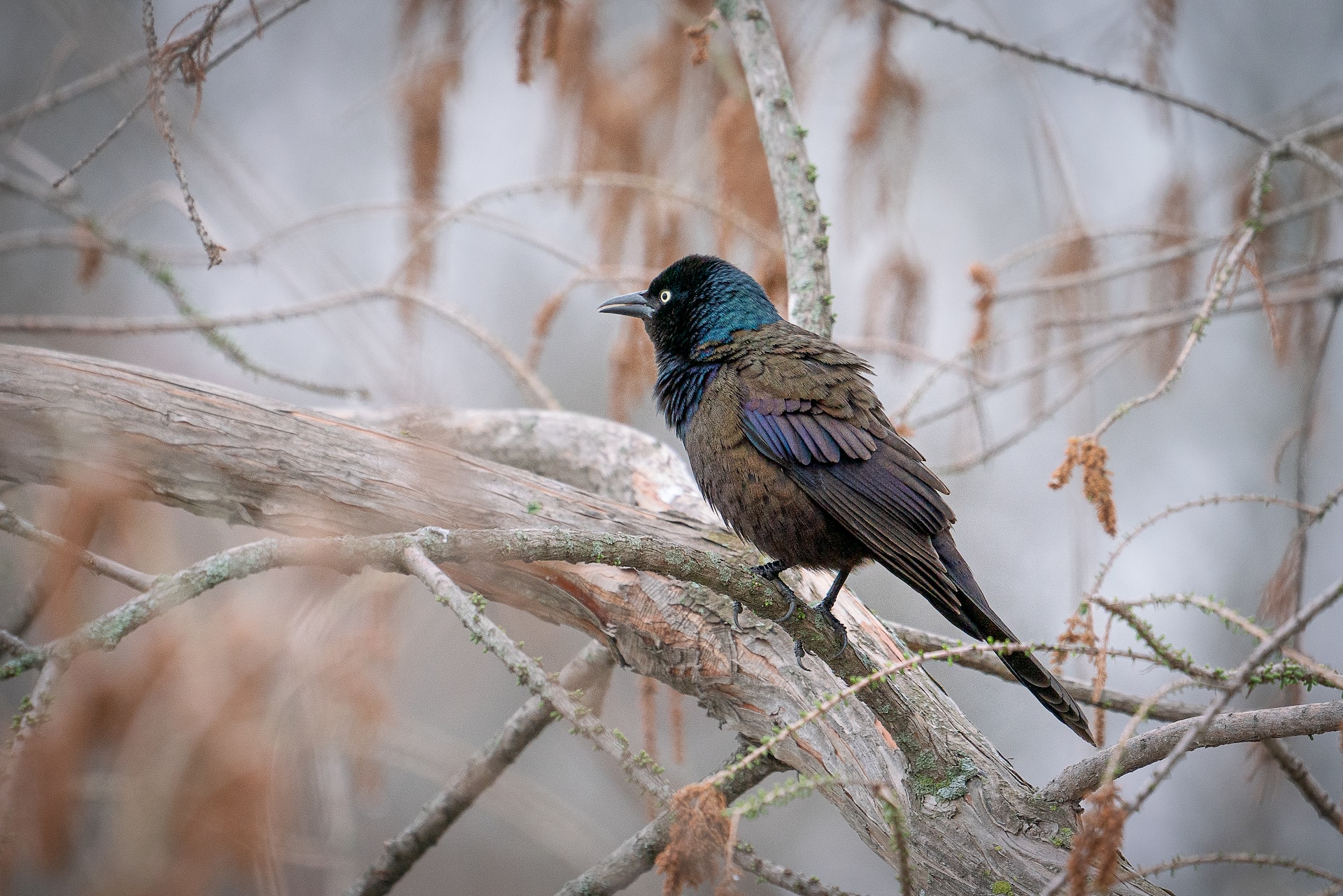 How to Get Rid of Grackles in Trees Bird Proofing Guide
