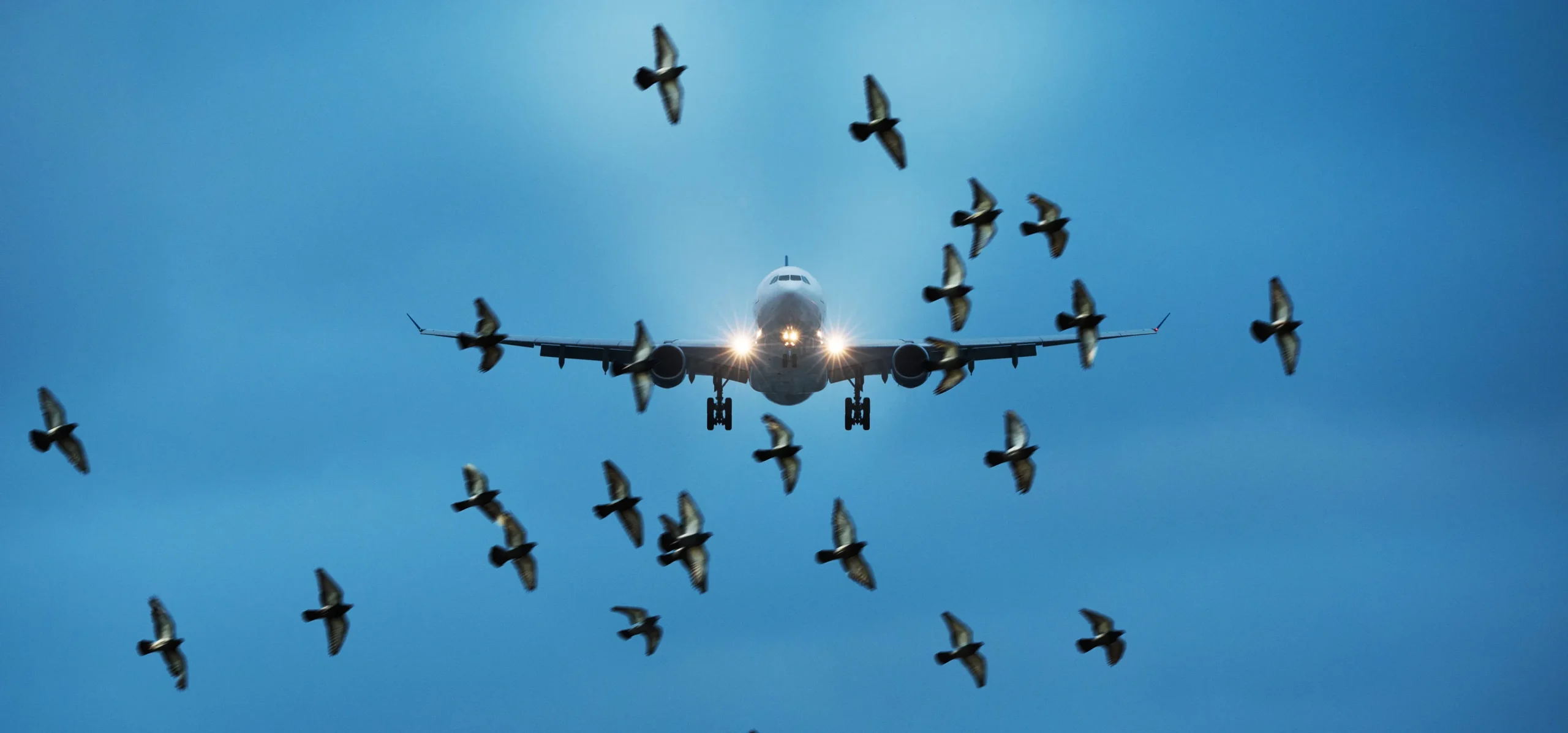 how to prevent bird strikes on aircraft