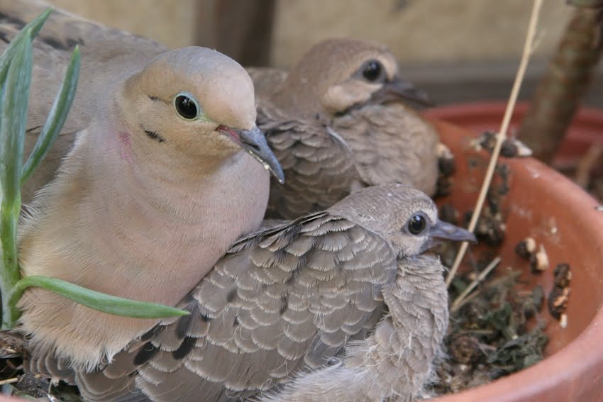 Problems Caused by Doves on Porch