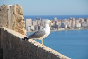 why do seagulls hang out in parking lots