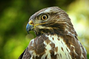 how do buzzards find food