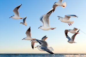 why do seagulls hang out in parking lots