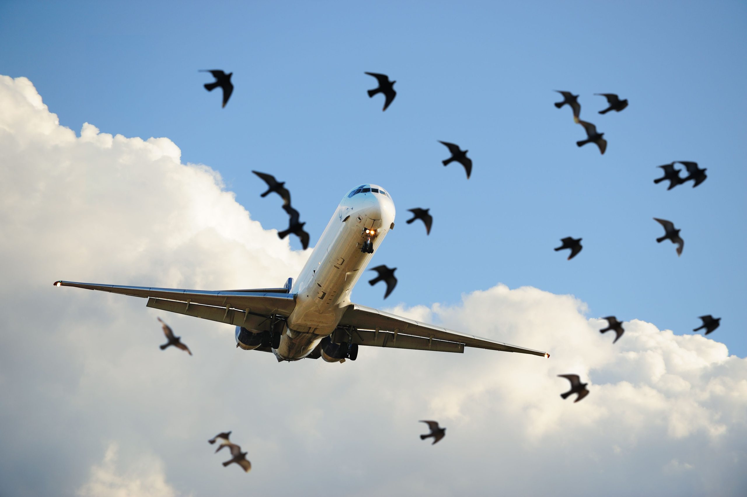 how to prevent bird strikes on aircraft