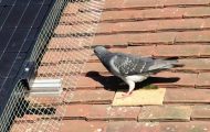 6 Solar Panel Bird Deterrents To Discourage Pigeons From Nesting On Your Property