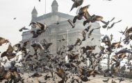 10 Countries and Places Where Bird Proofing Spikes Are Desperately Required!