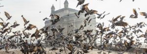 bird proofing spikes - flock of birds in front of old building