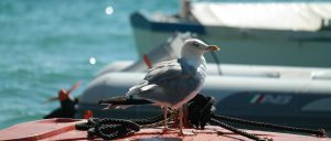 scaring birds away from boat - gull perched on top of a boat