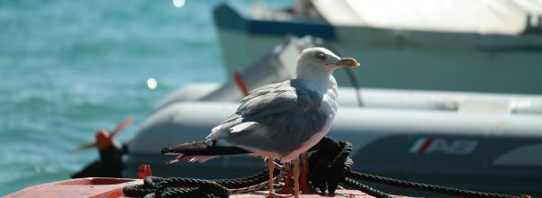 Don’t Let Them Rock The Boat! Solutions To Scare Birds Away From Your Vessel