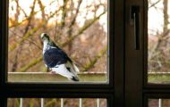 12 Hacks To Stop Birds From Pestering Your Porch