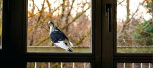 ways to get rid of birds on the porch - perching bird
