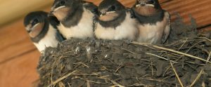 best way to bird proof your property - birds on nest