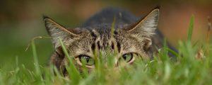 natural bird control solutions - cat on the grass