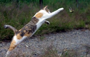 natural bird control solutions - cats chasing a bird