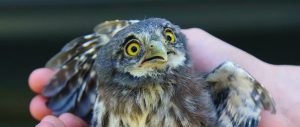 using bird scarers - owl in shock