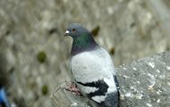 5 Types of Pigeon Repellent Remedy That Will Keep The Unwanted Smell Out Forever!