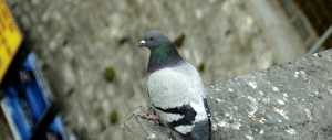 pigeon repellent remedy - pigeon perched on top of stone ledge